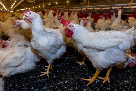 Foto de La cría de gallos y gallinas para la alimentación de la carne dentro de la zona de cría de una granja avícola, en Brasil. La producción avícola brasileña es una de las industrias avícolas más respetadas del mundo. - Imagen libre de derechos