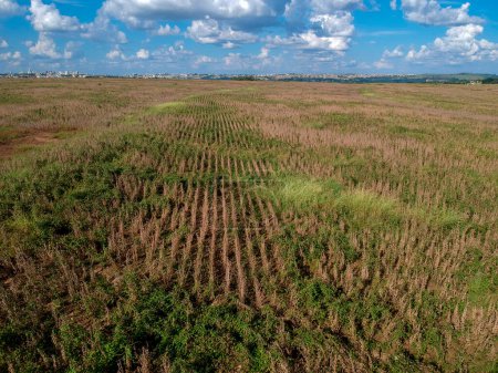 Aerial view of a mature soybean plantation, ready for harvest, but with many weeds of different types spread throughout the field, a fact that leads to a great decrease in the productivity of the legume, in Brazil
