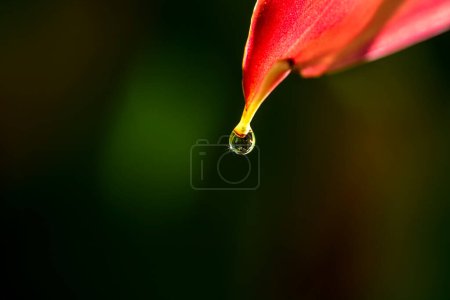Photo for Dew drop on flower in Brazil - Royalty Free Image