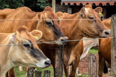 Troupeau de bovins laitiers de Jersey dans le confinement d'une ferme laitière au Brésil
