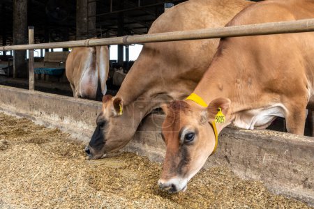Troupeau de bovins laitiers de Jersey dans le confinement d'une ferme laitière au Brésil
