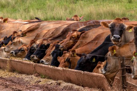Herd of Jersey dairy cattle in the confinement of a dairy farm in Brazil