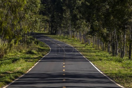 Foto de Plantación forestal de eucalipto y carretera vacía en Brasil - Imagen libre de derechos