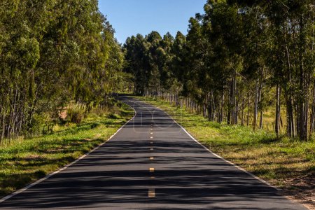 Foto de Plantación forestal de eucalipto y carretera vacía en Brasil - Imagen libre de derechos