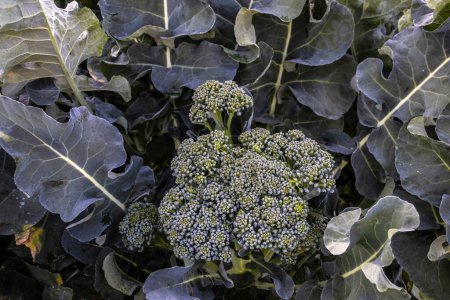 Foto de Planta de brócoli en el jardín con enfoque selectivo en Brasil - Imagen libre de derechos