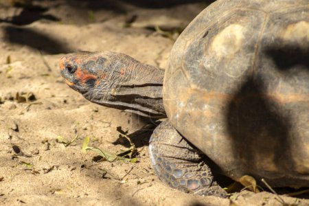 Foto de Jabuti- Piranga o tortuga de patas (Chelonoidis carbonaria) caminando sobre arena en Brasil - Imagen libre de derechos