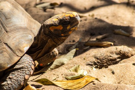 Foto de Jabuti- Piranga o tortuga de patas (Chelonoidis carbonaria) caminando sobre arena en Brasil - Imagen libre de derechos