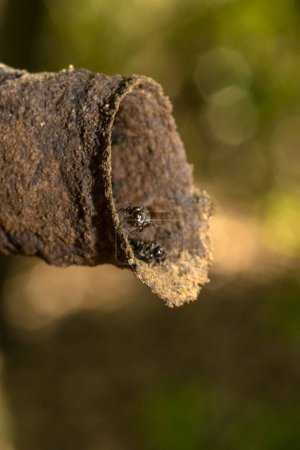 Foto de Abeja brasileña sin aguijón conocida como Tucuna (Scaptotrigona bipunctata) en la entrada de su nido o colmena hecha en el tronco de un árbol en Brasil - Imagen libre de derechos