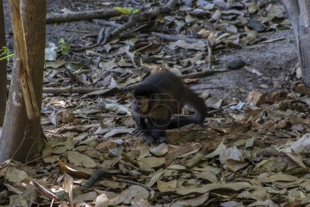 Photo for Capuchin monkey (Cebus apella) on the Atlnatic Rainforest in Brazil - Royalty Free Image
