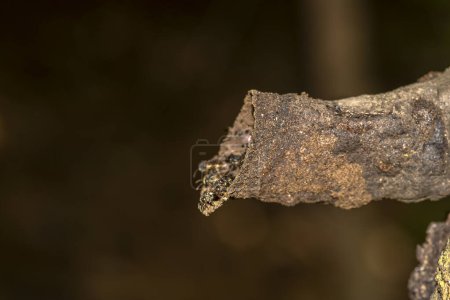 Foto de Abeja brasileña sin aguijón conocida como Tucuna (Scaptotrigona bipunctata) en la entrada de su nido o colmena hecha en el tronco de un árbol en Brasil - Imagen libre de derechos