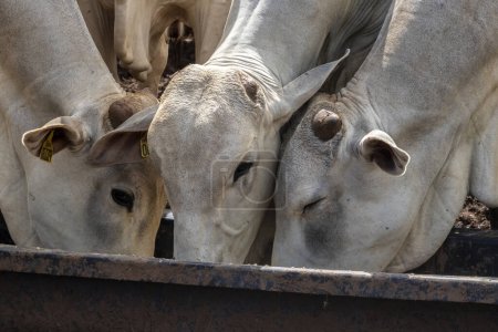 Tiere der Zebu-Rasse Nellore lecken in dem Trog, der auf einer Weide auf einer Rinderfarm in Brasilien steht, Mineralsalz. Bei Weidemangel eingesetzt, füllt Salz Mineralstoffmangel auf.