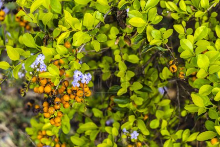 Duranta Erecta lila Blüte und gelbe Früchte mit selektivem Fokus kein Brasilien