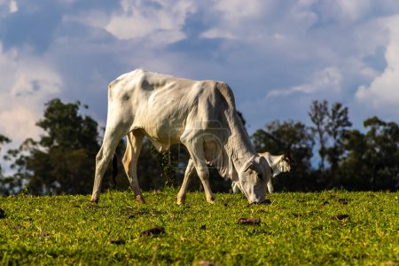 Photo for Zebu Nellore cow in the pasture area of a beef cattle farm in Brazil - Royalty Free Image