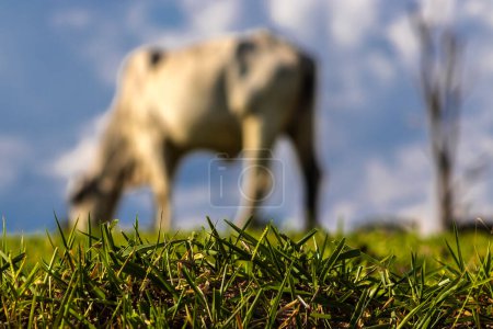 Photo for Zebu Nellore cow in the pasture area of a beef cattle farm in Brazil - Royalty Free Image