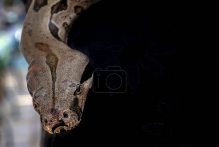 Boa constrictor hanged over dark background in Brazil