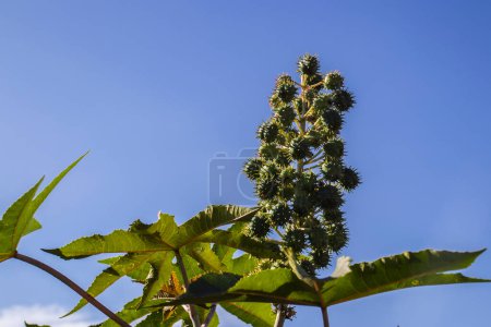 Rizinusbohnenpflanze auf Feld in Brasilien Rizinusbohnensamen