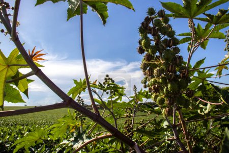 Téléchargez les photos : Castor beans plant on field in Brazi Castor bean seedsl - en image libre de droit