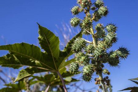 Rizinusbohnenpflanze auf Feld in Brasilien Rizinusbohnensamen