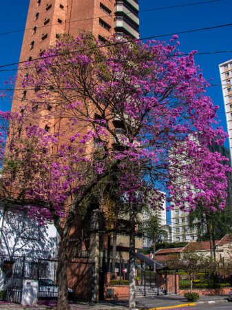 Pink trumpet or tatebuia in full bloom in Brazil. Pink Ipe