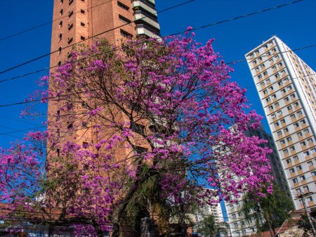 Trompeta rosa o tatebuia en plena floración en Brasil. Ipe rosa