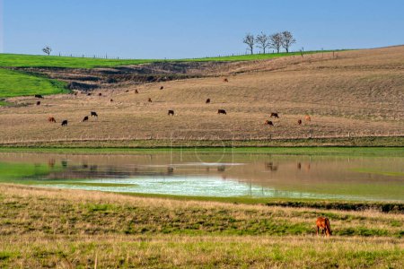 Foto de Manada de vacas y toros pastando en el rancho brasileño. Ganado en Brasil - Imagen libre de derechos