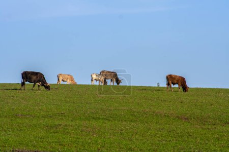 herd of cows and bulls pasturing on the brazilian ranch. Livestock in Brazil