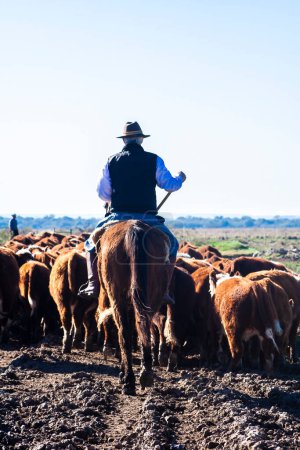 Photo for Dom Pedrito, Rio Grande do Sul, Brazil, July 15, 2008. The farmer on the horse with herd Hereford cattle on the pasture livestock ranch - Royalty Free Image