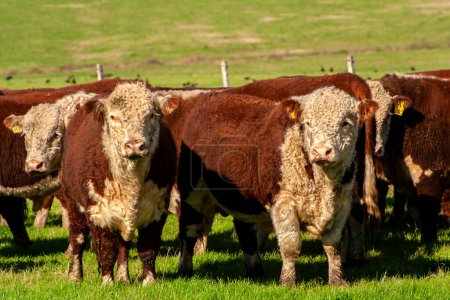 Herde von Hereford-Rindern auf der Weide einer brasilianischen Ranch.