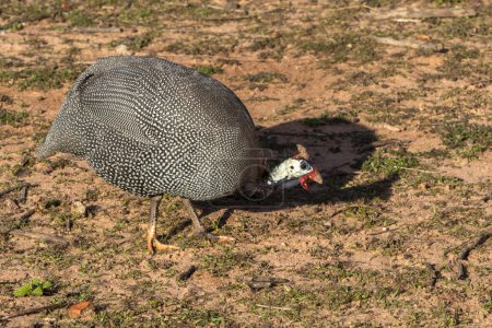 chicken-d'angola or known as guinea-fowl, on the site in Brazil