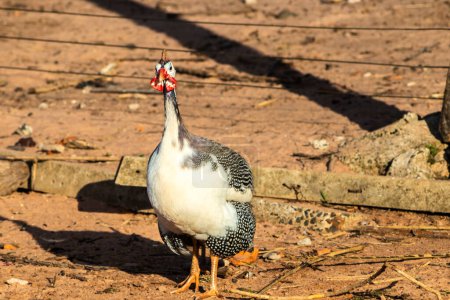 chicken-d'angola or known as guinea-fowl, on the site in Brazil