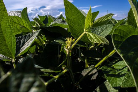 Téléchargez les photos : Début de la floraison d'une plantation de soja dans une ferme au Brésil - en image libre de droit