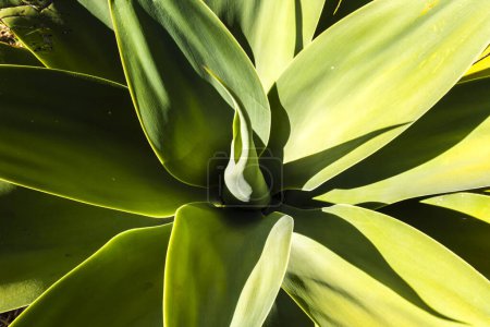 Gros plan sur la plante Agave Attenuata. Agave attenuata est une grande plante succulente à feuilles persistantes communément appelée agave à queue de renard, au Brésil.