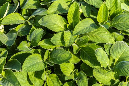 Photo for Selective focus of Boldo. Green plant named Boldo da Terra in Brazil. Plant used to make tea e products medicinais; - Royalty Free Image