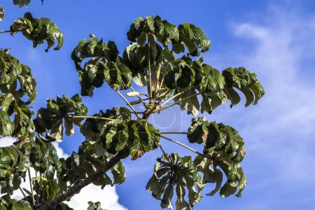 Embauba-do-brejo (Cecropia pachystachya) in Brazil. It belongs to the stratum of pioneer plants of the Atlantic forest