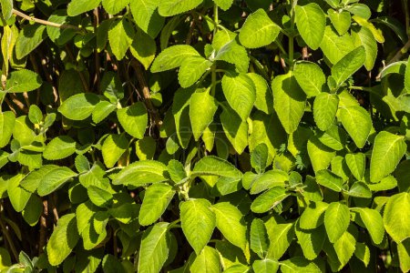Selective focus of Boldo. Green plant named Boldo da Terra in Brazil. Plant used to make tea e products medicinais;