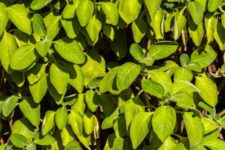 Selektiver Fokus von Boldo. Grüne Pflanze namens Boldo da Terra in Brasilien. Pflanze zur Herstellung von Tee und Medikamenten;