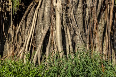 Bel arbre Ficus Elastica au Brésil. Feuilles colorées de l'arbre sur la chaude journée ensoleillée. C'est un grand arbre dans le groupe banyan de figues. Le tronc fort et irrégulier. Il a de larges feuilles ovales brillantes