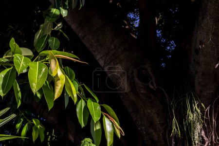 Beautiful Ficus Elastica tree in Brazil. Colorful leaves of tree on the warm sunny day. It is a large tree in the banyan group of figs. The strong and irregular trunk. It has broad shiny oval leaves