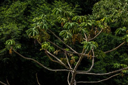 Embauba-do-brejo, Cecropia pachystachya, in Brasilien. Es gehört zur Schicht der Pionierpflanzen des Atlantikwaldes in Brasilien