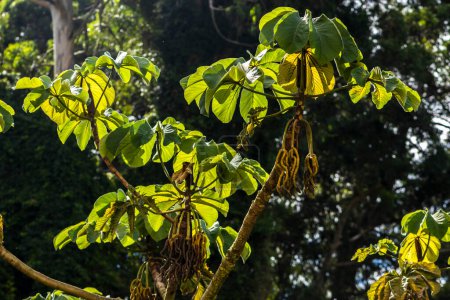 Embauba-do-brejo, Cecropia pachystachya, in Brazil. It belongs to the stratum of pioneer plants of the Atlantic forest in Brazil