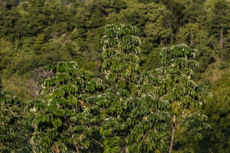 Árbol de Embauba o árbol de Cecropia en la selva atlántica en Brasil