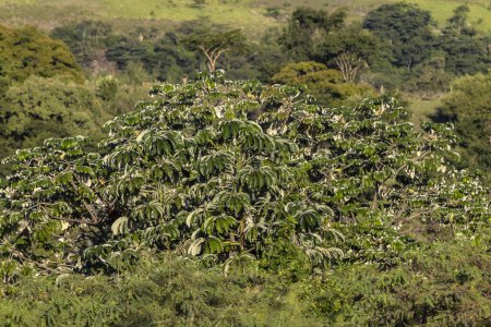 Árbol de Embauba o árbol de Cecropia en la selva atlántica en Brasil