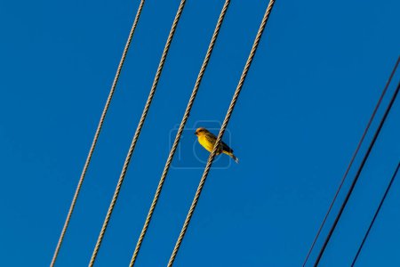 Canary-of-the-earth, Sicalis flaveola, also known as Canarinho, perched on electrical grid cables in Brazil