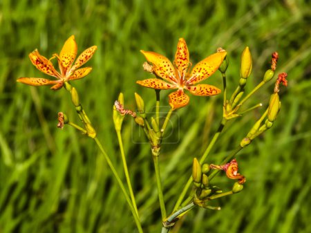 Leopardenblume Orangenblüte (Iris domestica). Blackberry Lilie blüht Nahsicht, selektiver Fokus, in Brasilien