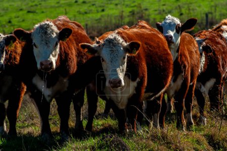 Herde von Hereford-Rindern auf der Weide einer brasilianischen Ranch.