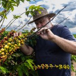 Farmer analyzes the fruits that sprout from coffee trees on a farm in Brazil