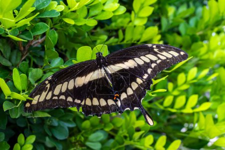 Papilio cresphontes black and yellow butterfly with open wings showing the upper part perched on a plant in Brazil