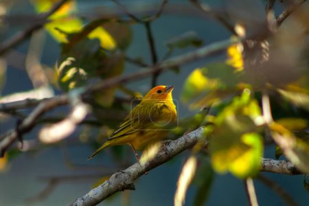 Canary-of-the-real-land (Sicalis flaveola) or the true canary (Sicalis flaveola), perched on the branch of a tree in Brazil