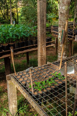 Vivero con plántulas para reforestación de la Selva Atlántica en Brasil