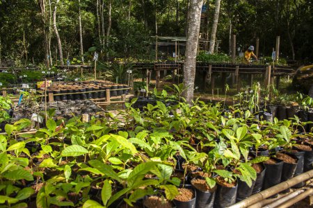 Vivero con plántulas para reforestación de la Selva Atlántica en Brasil